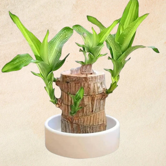 Brazilian Wood Plant care
Buy Brazilian Wood Plant online
Brazilian Wood Plant for home decor
Exotic indoor plants
Tropical plants for indoor spaces
Brazilian Wood Plant maintenance
Best plants for improving air quality
Low-maintenance plants for homes